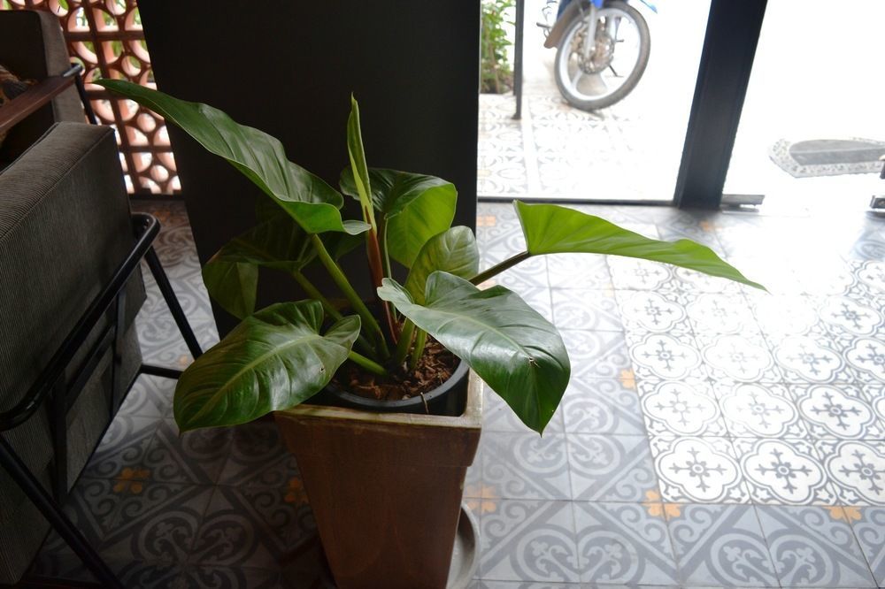 Monsoon Bassac Hotel Phnom Penh Luaran gambar